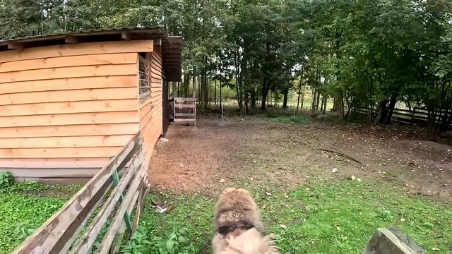 ТУШЕНКА ИЗ БАРАНИНЫ ! ПАЛЬЧИКИ ОБЛИЖЕШЬ ! КУПИЛ ХУТОР В ЛЕСУ №120 смотреть онлайн