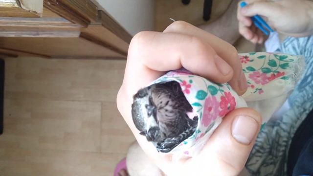 Полдник стрижа!!!#стрижи #природа смотреть онлайн