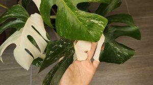 Монстера Деликатесная, Альба, Борзига. Пересадка, правильный уход