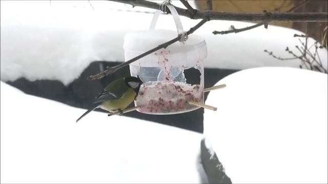 Синички у кормушки (Tits are eating) смотреть онлайн