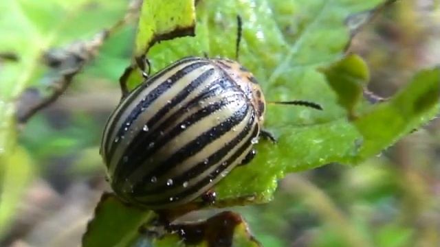Insekten - Kartoffelkäfer (Leptinotarsa decemlineata) - Potato Beetle - Video von KLAUS TAUX смотреть онлайн
