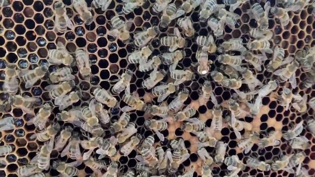 Пропала матка. Подсадка матки легко и просто! Артиллерия мешает работать(