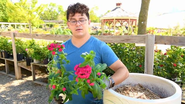 Sargent's Fall Planter Palettes смотреть онлайн