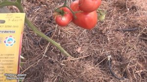 Томат РОЗОВЫЙ ГИГАНТ.