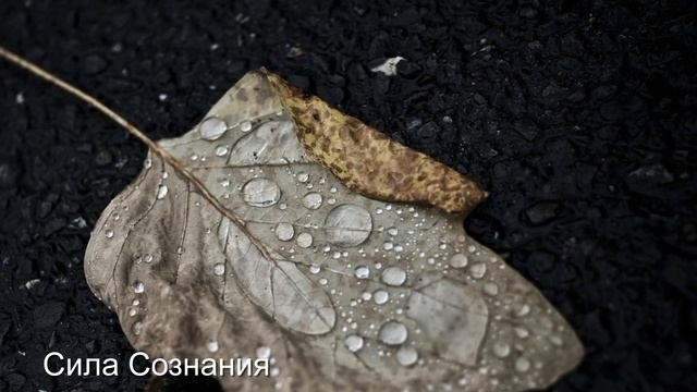 Дисциплина и контроль - Дао смотреть онлайн