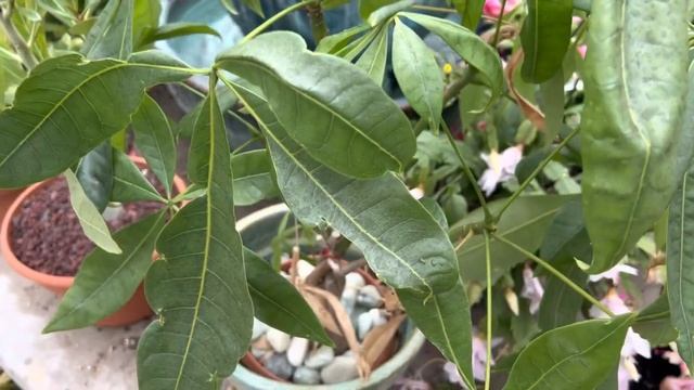 Pachira aquatica "Money Tree" or "Money Plant" смотреть онлайн
