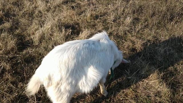 Зааненский козёл смотреть онлайн