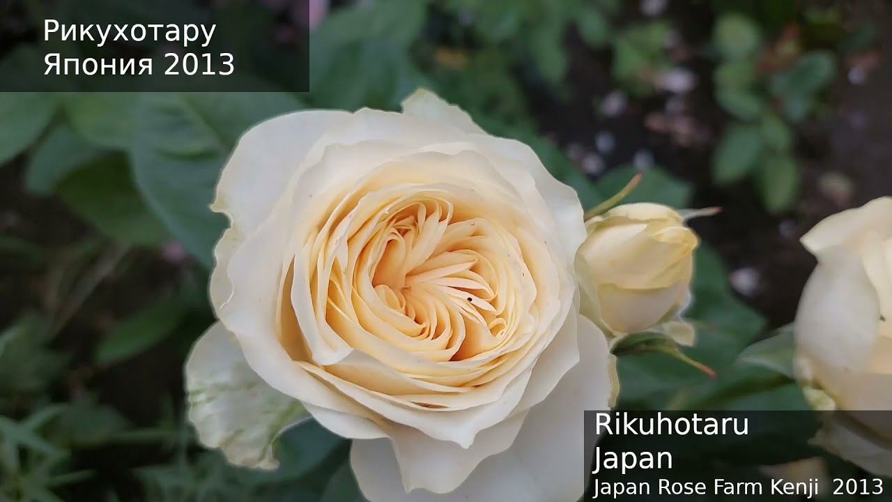 Розы. Цветение новинок Три условия для успешного развития саженцев. смотреть онлайн