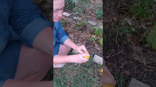 Можно ли выращивать сладкие мандарины на Кубани смотреть онлайн