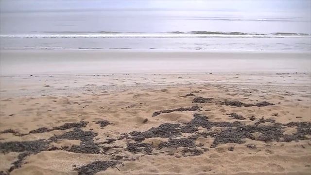 American Digger Product Review: Minelab Go Find 40 Metal Detector! смотреть онлайн