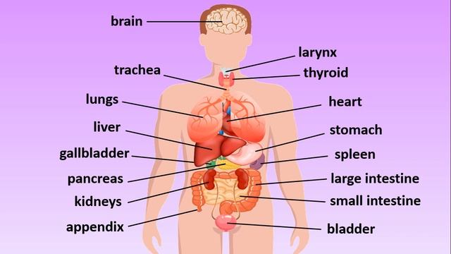 Major Organs in the Body | English Vocabulary: Human Body Organs and Anatomy смотреть онлайн