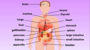 Major Organs in the Body | English Vocabulary: Human Body Organs and Anatomy