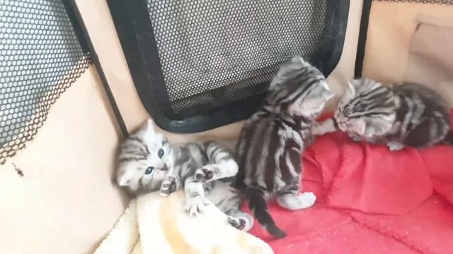 British Shorthair, Silver Tabby kittens, whiskas cat. смотреть онлайн
