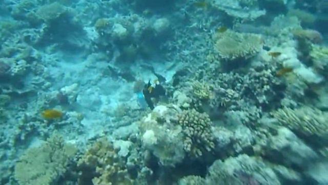 Египет. Хургада. В Красном море_3 | под водой смотреть онлайн