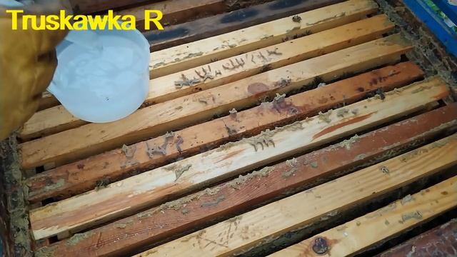 Как не потравить пчёл бипином. Обработка семей от клеща варроа. Тёплая или холодная вода для бипина смотреть онлайн