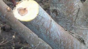 Прививка яблони за кору