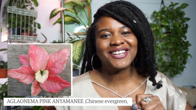 TOP 10 Pink HousePlants