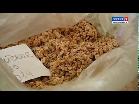 Подготовка семян к посеву. Шубина Людмила Николаевна. Сад Шубиной. смотреть онлайн