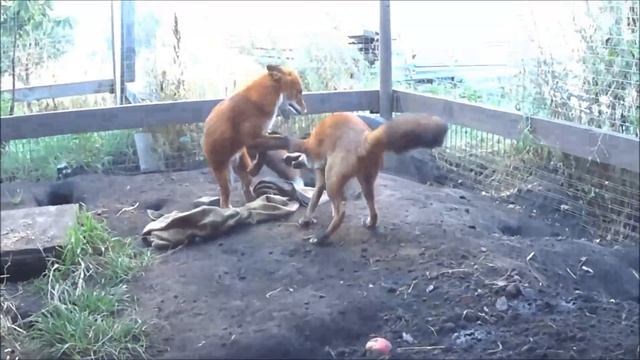 Red Fox Dancing Revolution смотреть онлайн