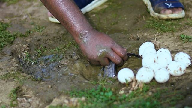 Amezing Underground Big Cat Fish Catching Paddy field hole By- fishing master смотреть онлайн