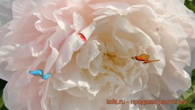 Пион травянистый Мунстоун (paeonia) ? пион Мунстоун обзор: как сажать рассада пиона Мунстоун смотреть онлайн