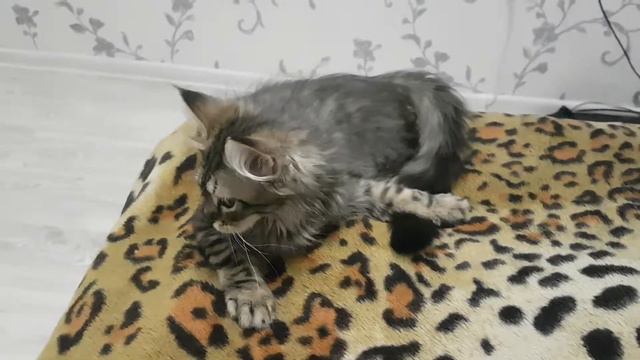 Кот ловит собственный хвост смотреть онлайн