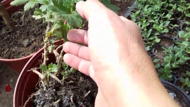 ОСЕНЬ2019 ХРИЗАНТЕМА СЕКРЕТ ОЧЕНЬ ГЛАВНЫЙ ПРИ ПОКУПКЕ .