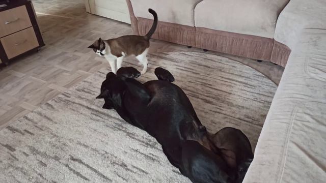 А ты так умеешь? Кане Корсо выбражает перед котейкой смотреть онлайн