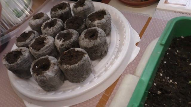 Выращиваем бегонии из семян смотреть онлайн