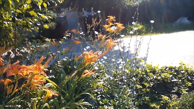 Анонс на канале, целебные растения с архаичных времен смотреть онлайн