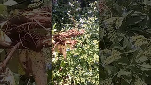 Окопник. От болей в суставах. смотреть онлайн