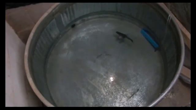 Демонстрация в действии рыбки-приманки типа Decoy. смотреть онлайн