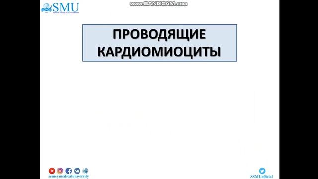 Лекция Гистология сердца смотреть онлайн