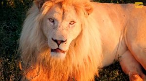 Лев в деле! Жизнь в прайде и страшные устранения конкурентов, даже если они...