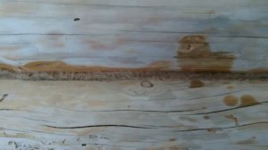 Жук усач, древоточец - АКТИВНОЕ средство против насекомых!!!