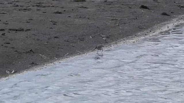 Terek Sandpiper (Xenus cinereus) rantakurvi смотреть онлайн