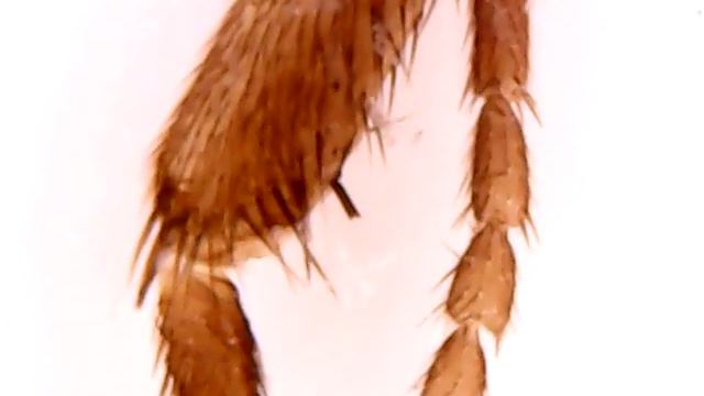 Лапка мухи снято на USB микроскоп увеличением 800 крат смотреть онлайн