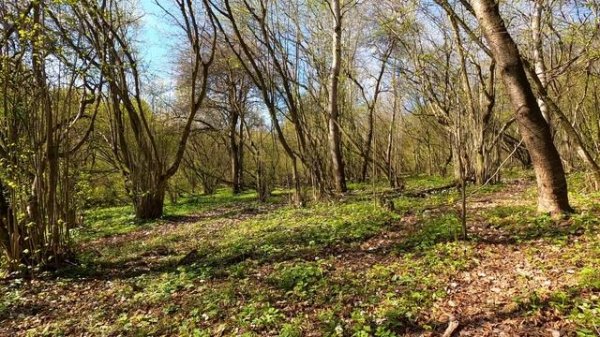 Relaxing Forest Sounds - Gentle Wind, Sounds of Spring Nature, Singing Birds Ambience