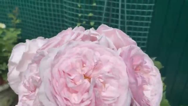 Розы Джульетта, Оливия, Эглантин, клематис Президент! Букет из Оливии. смотреть онлайн