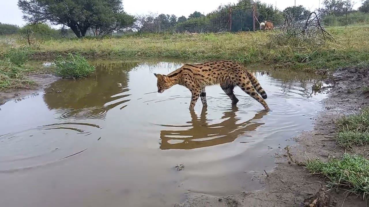 Первая прогулка сервала в большом вольере.