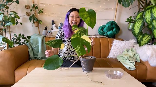 EXTRA TALL SNAKE PLANT FLOWER, repotting + staking Monstera Aurea, palm tree, updates | PLANT CHORE смотреть онлайн