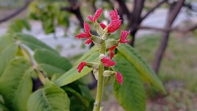 Так цветет Манчжурский орех смотреть онлайн