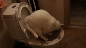 Как приучить кота к унитазу с помощью лотка для приучения кошек к унитазу