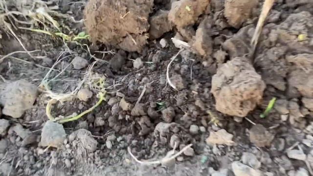 Коп 2020.Хабарный дом в царской деревне. Nokta&Makro Multi Kruzer и Minelab Go-Find60 смотреть онлайн