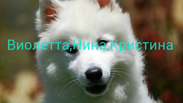 Как тебя зовут?2 часть про девочек _"тоже" имена.Про мальчиков 3 часть)(●´∀｀●) смотреть онлайн