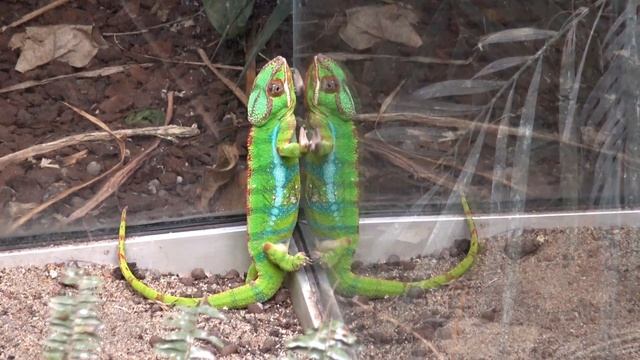 ► Un caméléon qui danse avec son reflet au Zoo de Vincennes (Parc Zoologique de Paris) смотреть онлайн