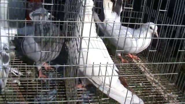 Ярмарка голубей г.Славянск-на-Кубани 17.04.2022г. 4часть смотреть онлайн