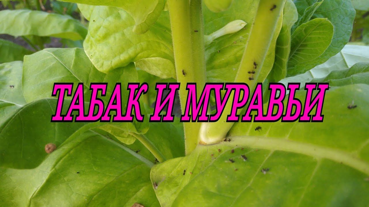 ТАБАК И МУРАВЬИ смотреть онлайн