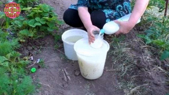 ВОСПОЛЬЗУЙТЕСЬ ЭТИМИ СОВЕТАМИ, И ЛИСТЬЯ 0ГУРЦОВ НЕ БYДYТ ЖЕЛТЕТЬ! смотреть онлайн