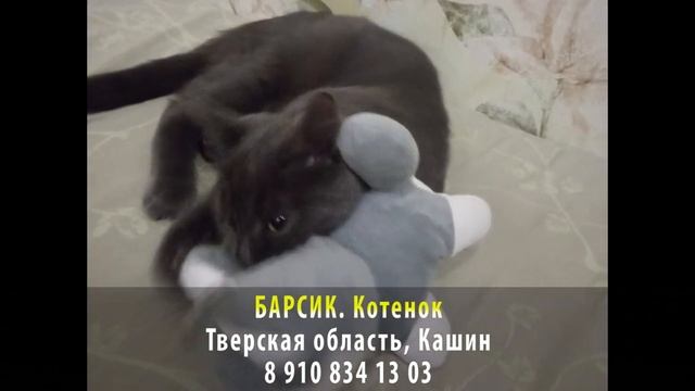 Пропал кот! БАРСИК. Котенок. Тверская область, г. Кашин смотреть онлайн